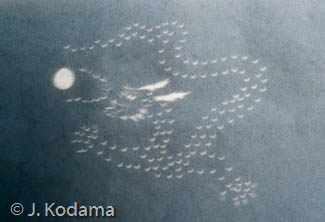 © J. Kodama